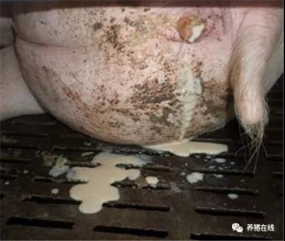 母豬子宮內膜炎怎么辦？