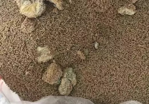 飼料發霉了怎么辦？這樣處理可以降低損失！
