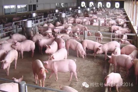 超全面的母豬飼養管理制度（值得收藏）