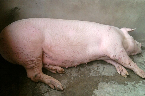 支原體肺炎的防治和管理