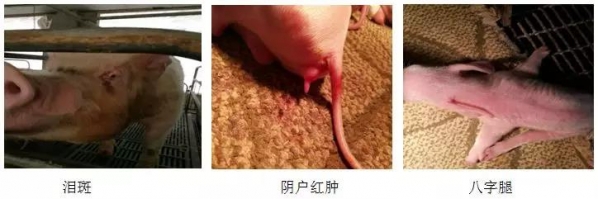 霉菌毒素問題和疾病的區別診斷