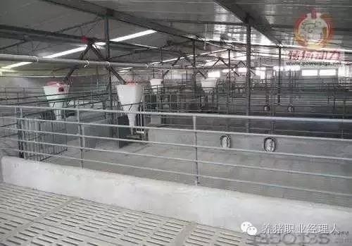 必修課 | 后備母豬飼養管理操作規程