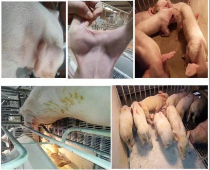 豬場發現丨某5000頭母豬場補鐵劑和抗生素混合使用，結果……