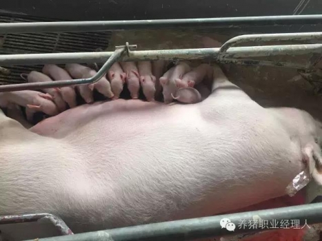 現場如何挑選后備種豬?