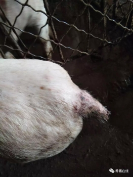 豬咬尾的預防與治療