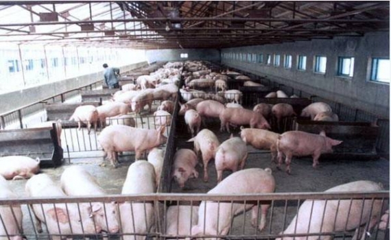 農(nóng)業(yè)農(nóng)村部：養(yǎng)豬虧慘了！繼續(xù)大跌可能性不大