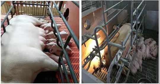 選擇大于努力，細節決定收益——豬場如何實現降本增效？