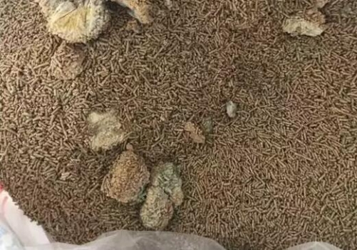 飼料是怎么發霉的，你知道嗎？