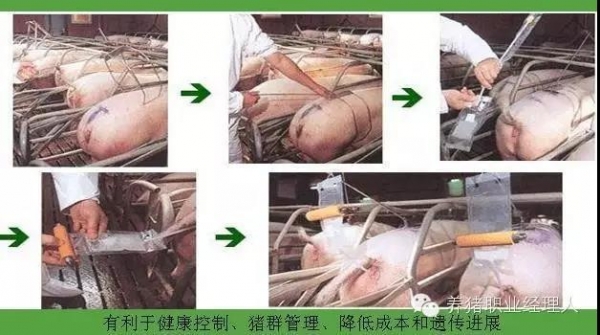 周批生產豬場繁殖區域基本工作流程及重點