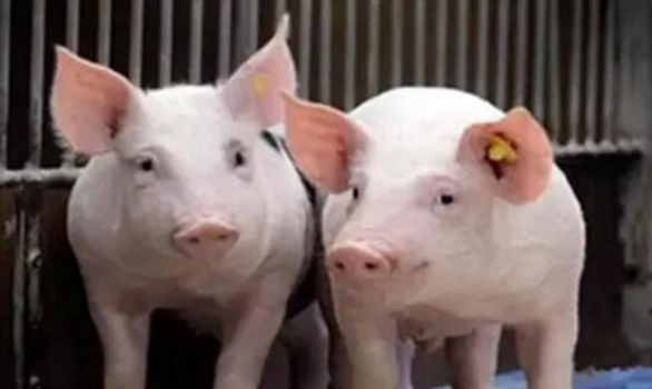 為何豬價越低養(yǎng)殖巨頭擴(kuò)張卻越猛，看到最后一張圖就明白了