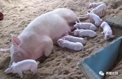 快速解決奶水不好與乳房炎