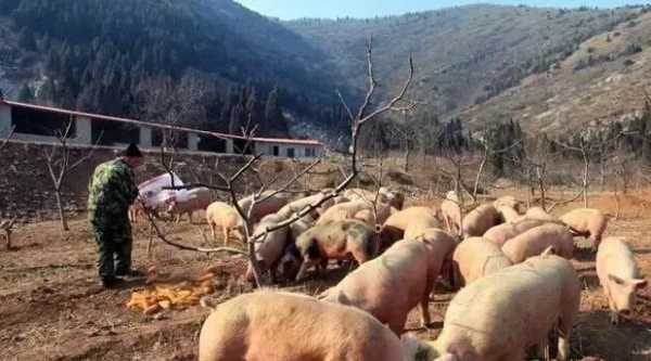 2018年養(yǎng)豬戶的好日子來了，最新補(bǔ)貼標(biāo)準(zhǔn)出來啦!