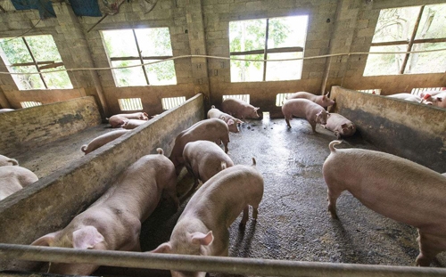養殖前沿 | 酒石酸泰萬菌素抑制高致病性PRRSV在體外的復制