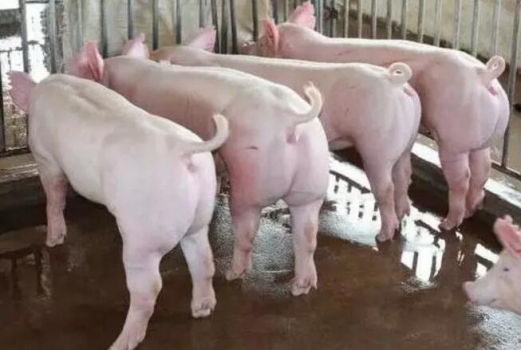 乳酸菌發酵飼料對生長豬生產性能的影響