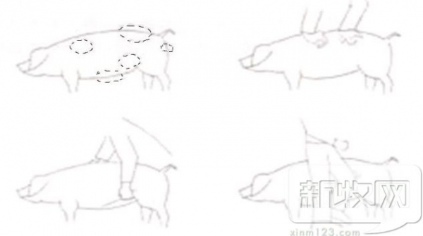 母豬配種效果總不理想？