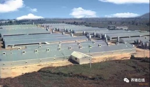 規模化豬場保育舍的操作規程