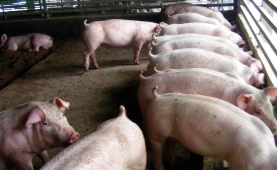 分清病原，才是防控仔豬腹瀉的關(guān)鍵