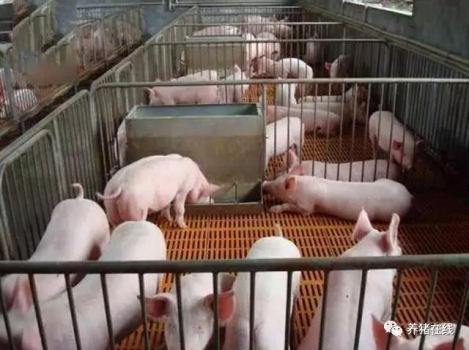 豬價在重演4年前走勢，5月后將反彈40%？專家卻這么說！