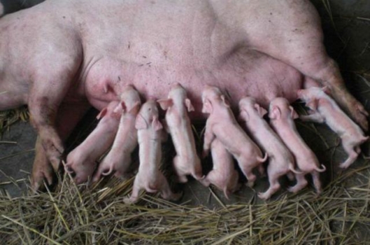 為什么母豬總是得子宮炎？母豬子宮炎如何防控效果更好？