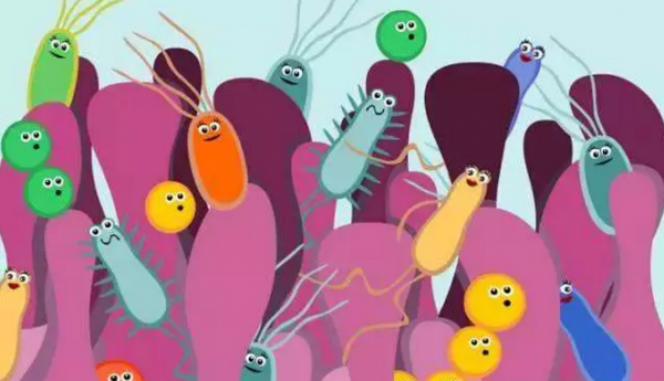 動(dòng)物腸道菌群與營養(yǎng)物質(zhì)代謝的研究進(jìn)展