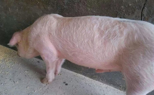 豬病診斷之臨床檢查