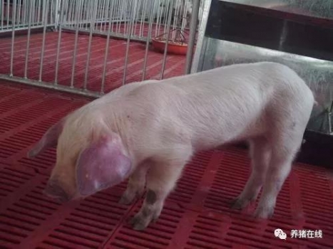 豬病診斷之病理剖檢