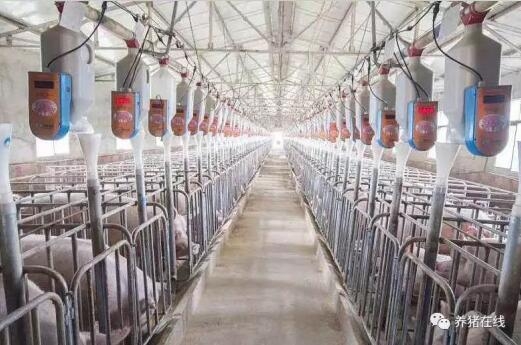 權(quán)威發(fā)聲：2018年養(yǎng)豬還能賺！