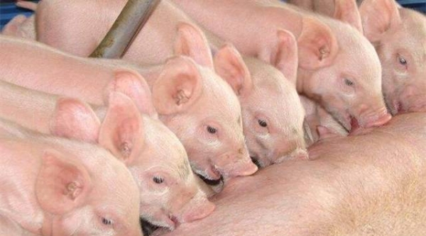 母豬產(chǎn)后不食，做好消炎工作！