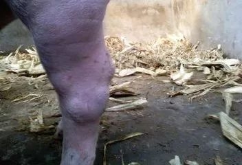 養(yǎng)殖戶怎么處理豬關(guān)節(jié)腫大？