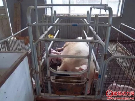 5個方面沒有做到位，仔豬被壓死概率直線上升