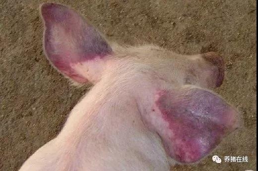 耳朵發(fā)藍(lán)是豬得了藍(lán)耳病嗎