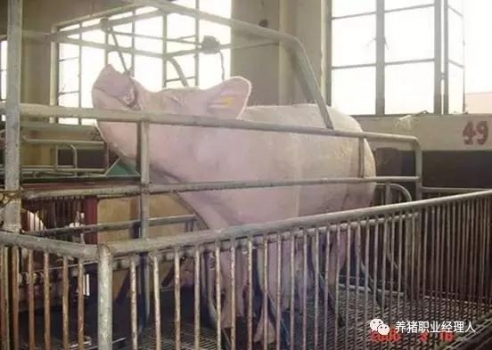 技術控 | 豬前腔靜脈采血規范及注意事項