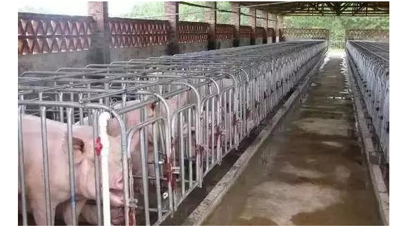 頭胎母豬，產前不吃怎么辦？母豬非正常死亡，怎么辦？