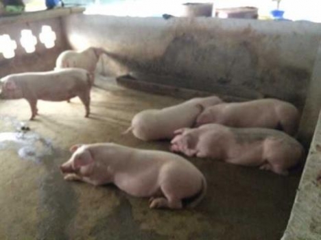 各種豬病的前兆，養豬人必看！