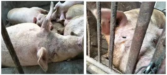 應用試驗丨第1例臍帶血中檢測霉菌毒素含量試驗