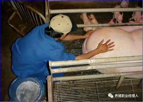 技術控|批次生產中如何降低一周內仔豬的死亡，這九個細節需要注意