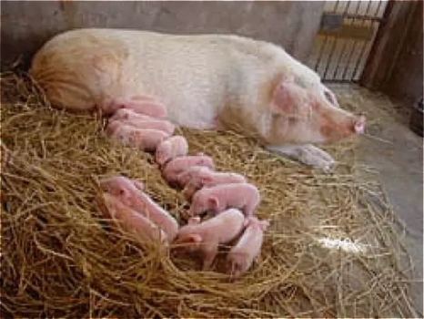 發(fā)酵飼料替代抗生素對(duì)斷奶仔豬生產(chǎn)性能和血液指標(biāo)的影響