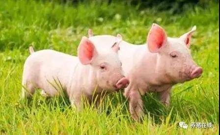 豬價迎來上漲，深度分析未來豬價怎么走！