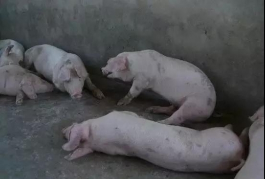 豬莫名其妙消瘦、喘氣，怎么都治不好？