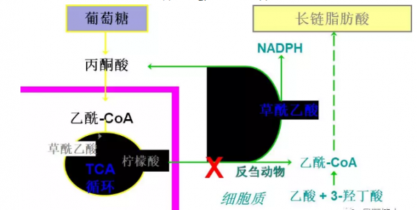 概述脂肪的營養(yǎng)與價(jià)值