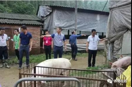 迅猛！環保督查進廣東，違規豬場當天被清拆，多省畜禽治污再發力