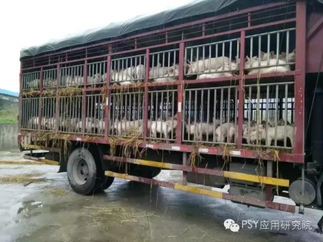 如何防治豬“運輸應激”綜合征？