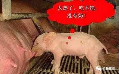 熱應激對母豬繁殖性能的影響及防控措施