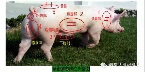 夏季豬場查情配種要點