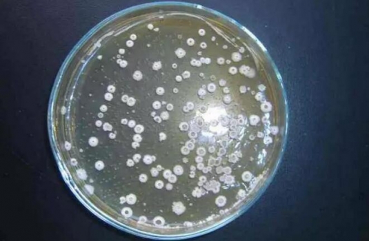 枯草芽孢桿菌發酵棉粕營養特性的研究