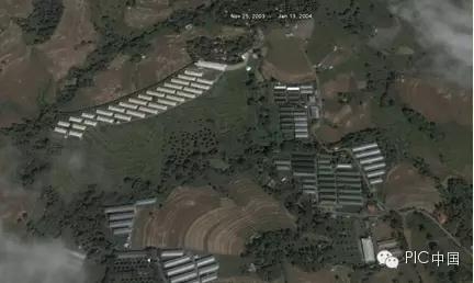 養豬密集區域的藍耳病防控