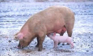 豬皮膚出現紅點、斑塊你還束手無策？