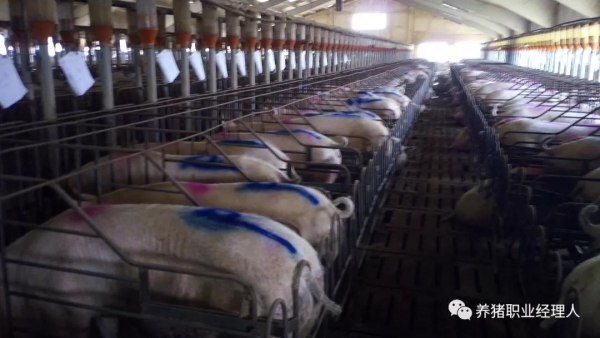 豬場要做到藍耳凈化，你該如何選擇?