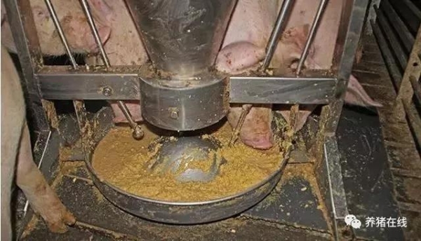 豬場飼料浪費也會間接導致虧損！