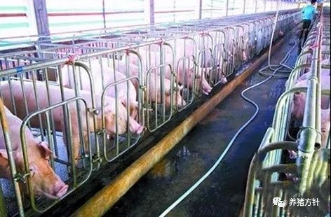 豬舍環境的細節管理，空氣對養豬真的重要
